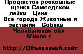 Продаются роскошные щенки Самоедской лайки › Цена ­ 40 000 - Все города Животные и растения » Собаки   . Челябинская обл.,Миасс г.